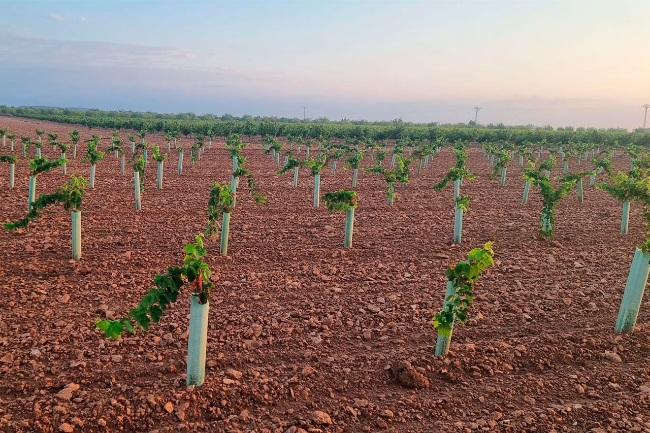 Asesoramiento en cepas de plantación