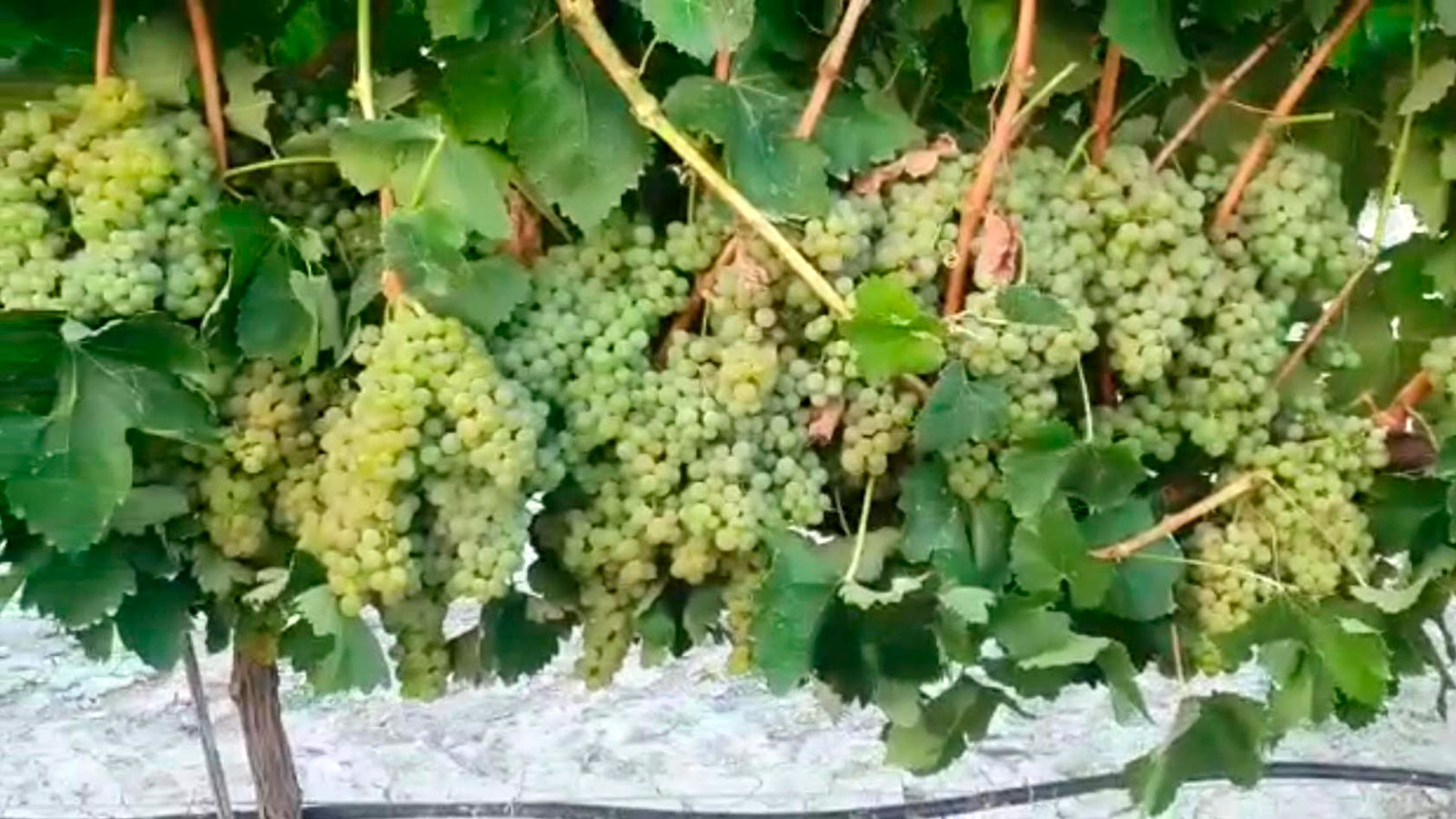 Variedades plantas de vid, variedades blancas