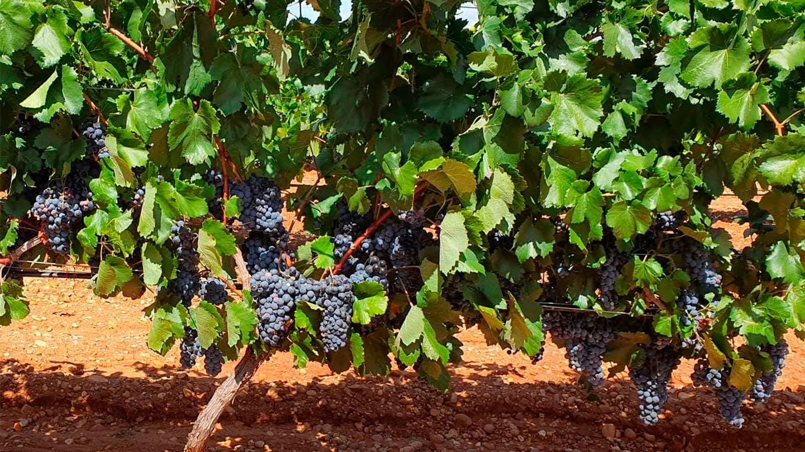 Variedades tintas Variedades plantas de vid, variedades tintas