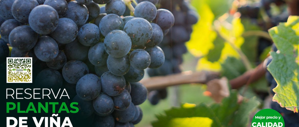 Portainjertos y vid reserva