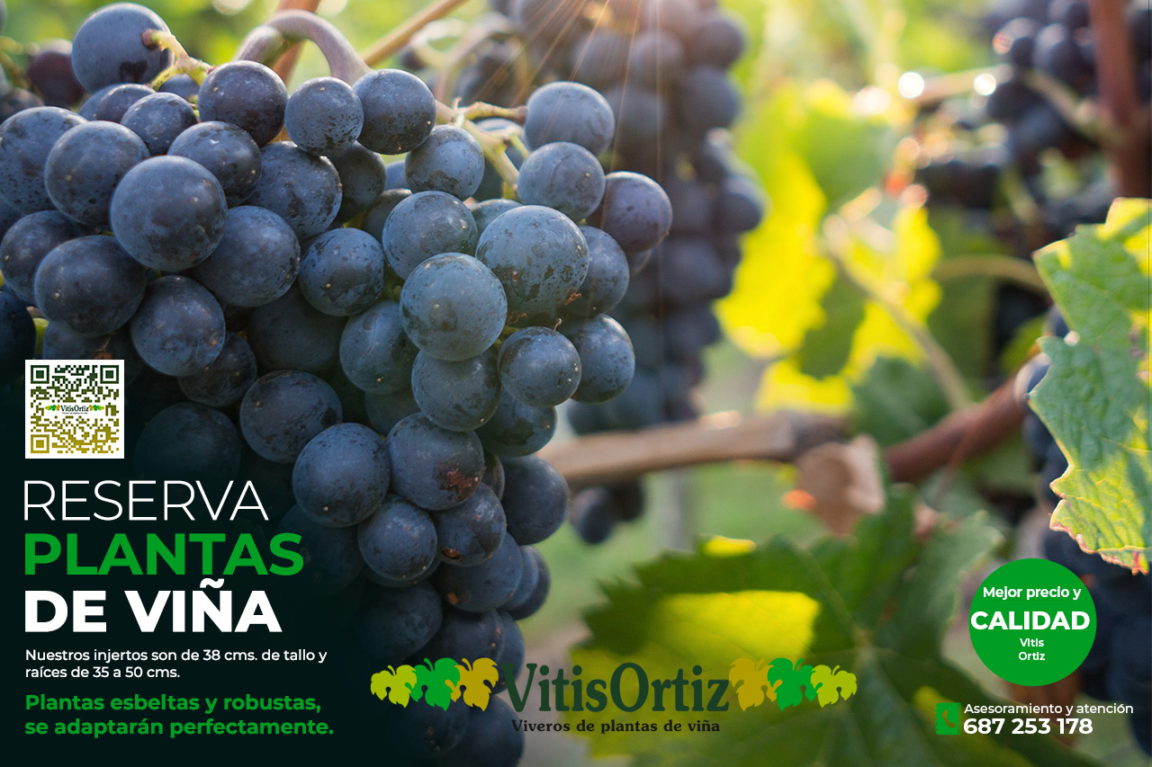Portainjertos y vid reserva