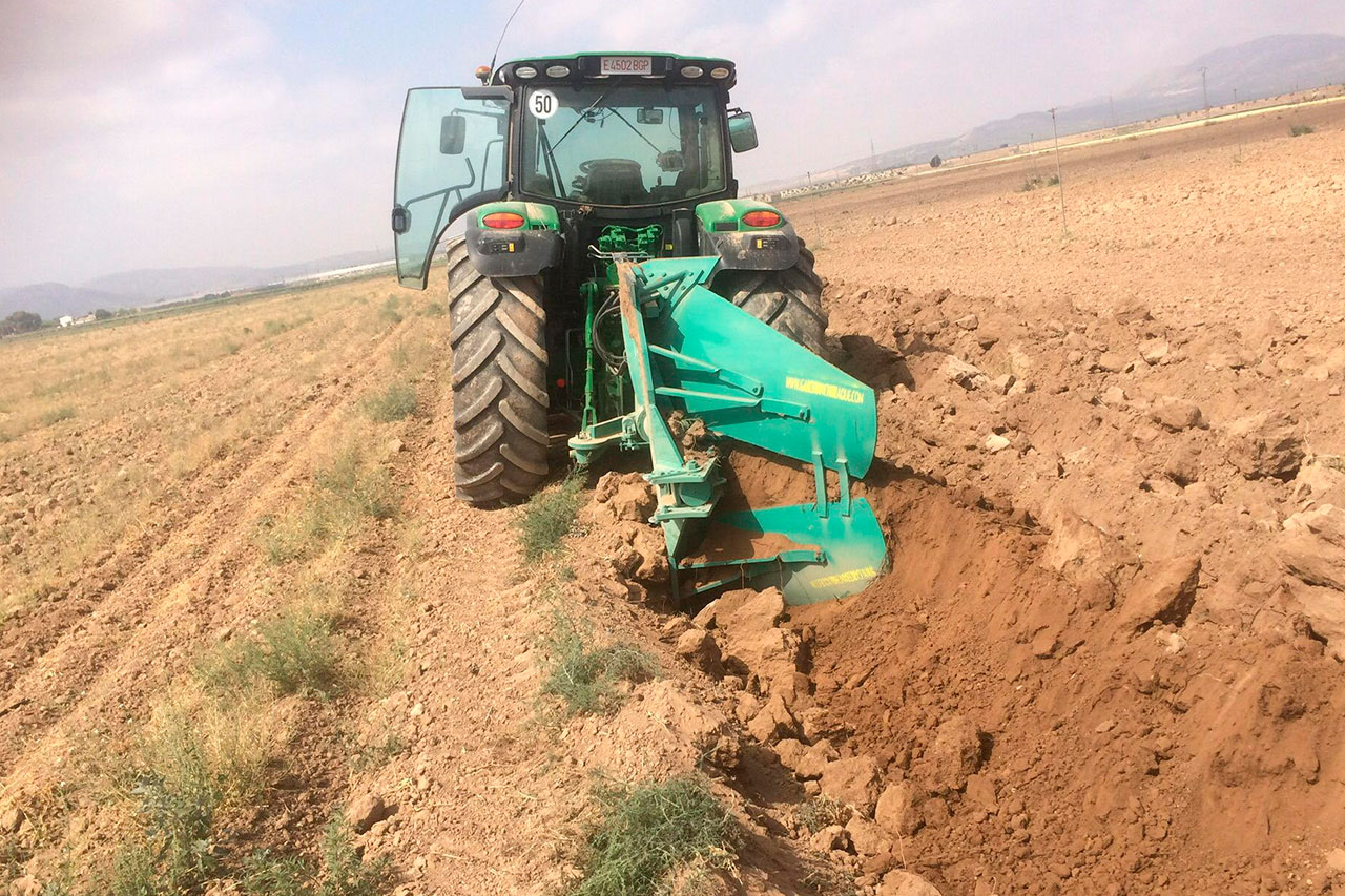 Tierra buena plantación viñedo